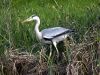 blue heron by Hans Gerlich