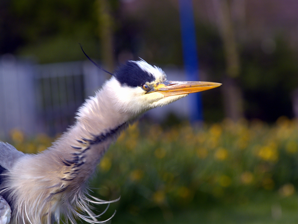 blue heron shaking head