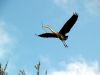 bussy Blue Heron by Hans Gerlich