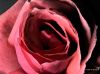 December Rose by Hans Gerlich