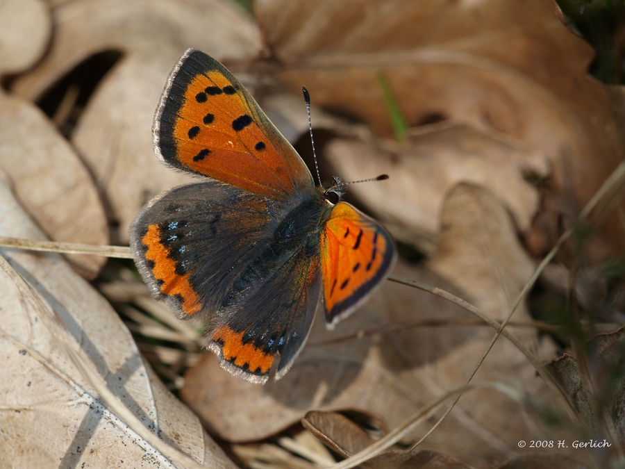 Small Copper