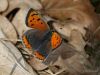 Small Copper by Hans Gerlich