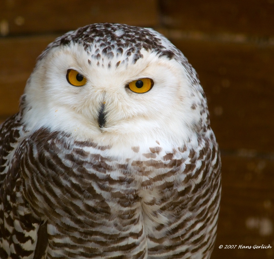 Snow Owl