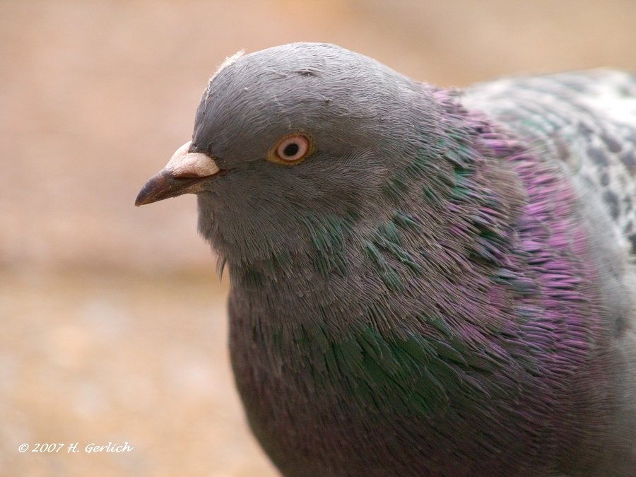 Stock Dove
