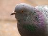 Stock Dove by Hans Gerlich