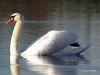 Swan 2 by Hans Gerlich