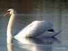 Swan 2