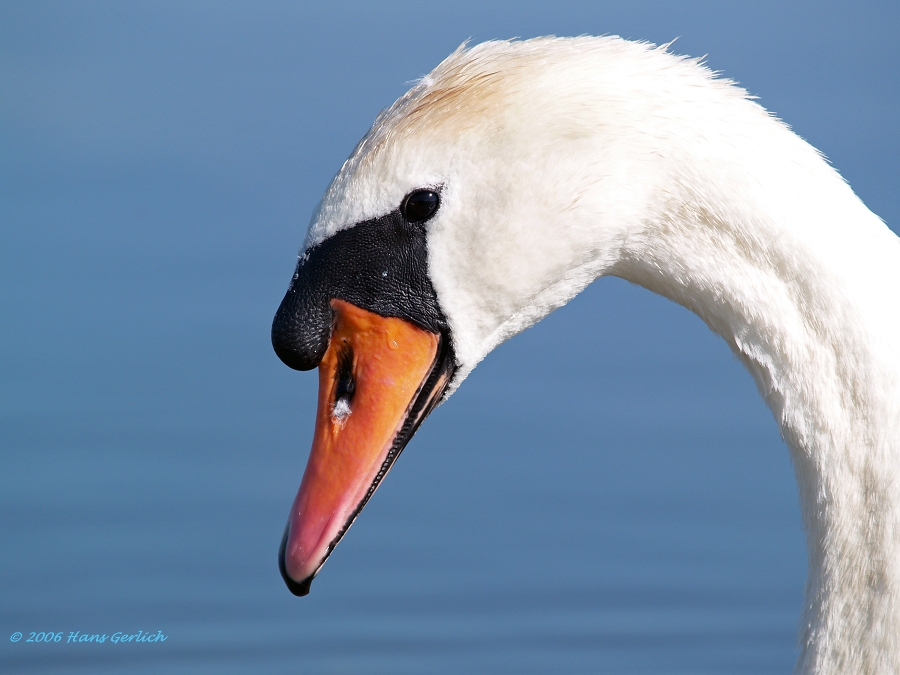 Swan Portrait