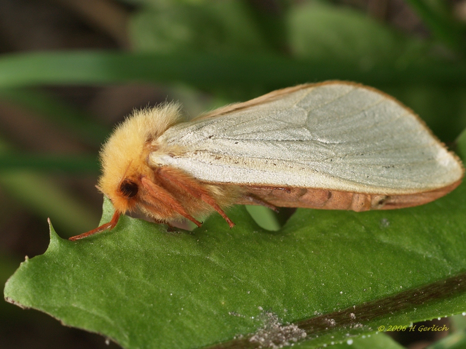 Unkown Moth