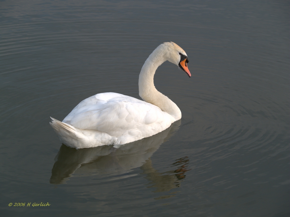 swan