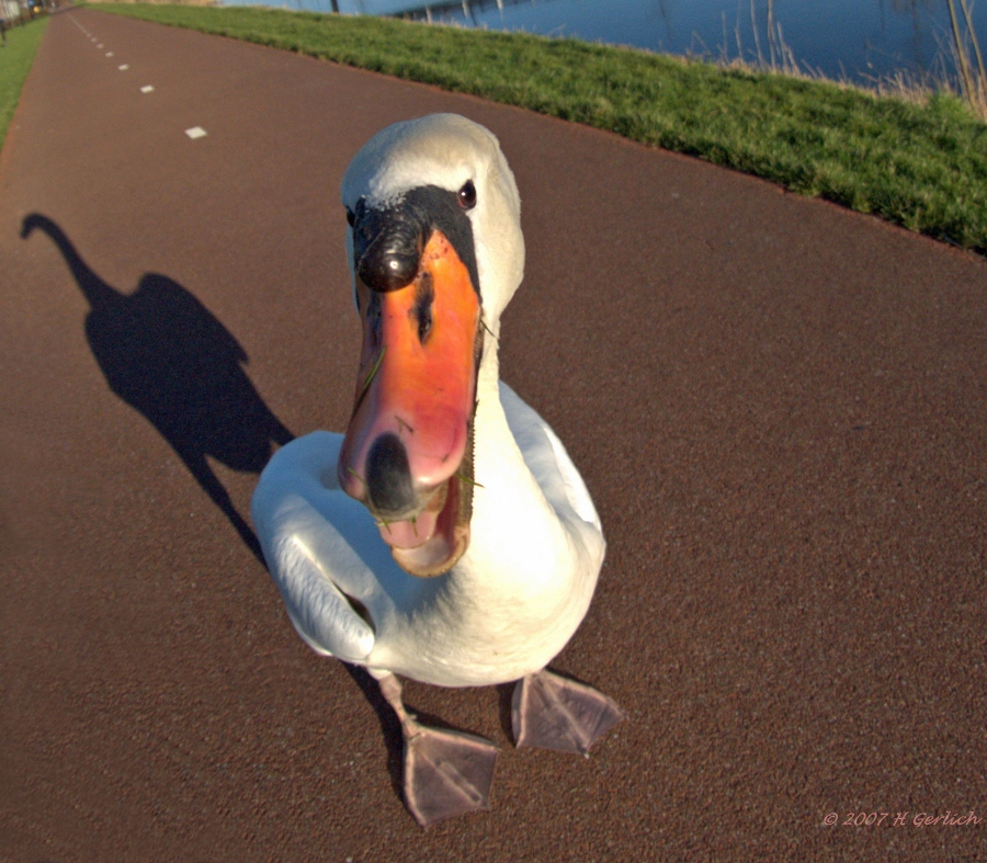 Malicious Swan