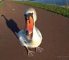 Malicious Swan