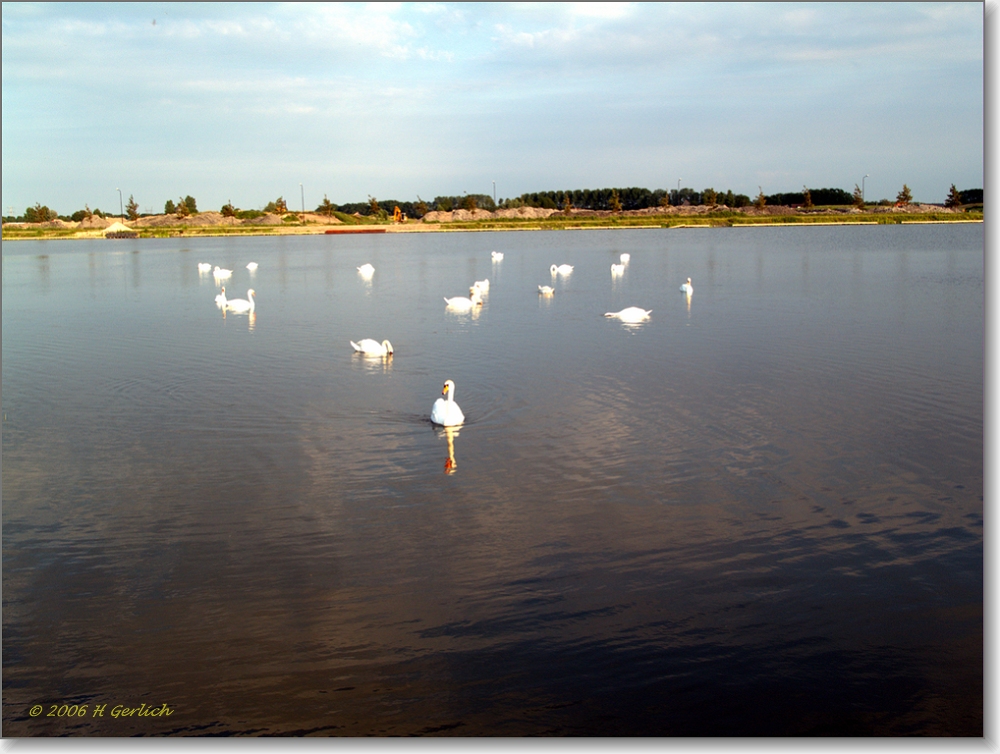 swan meeting