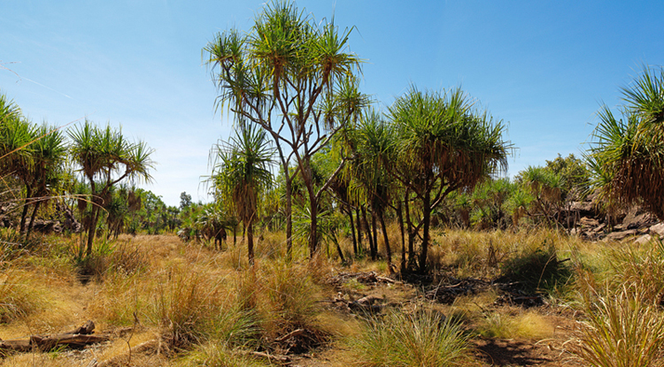 Pandanus Spiralis
