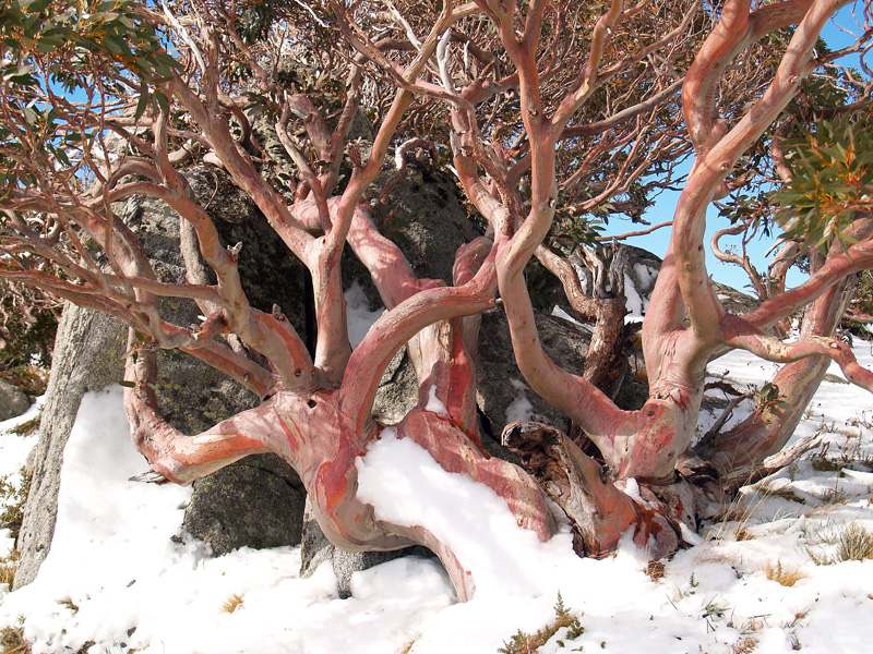Snow Gums