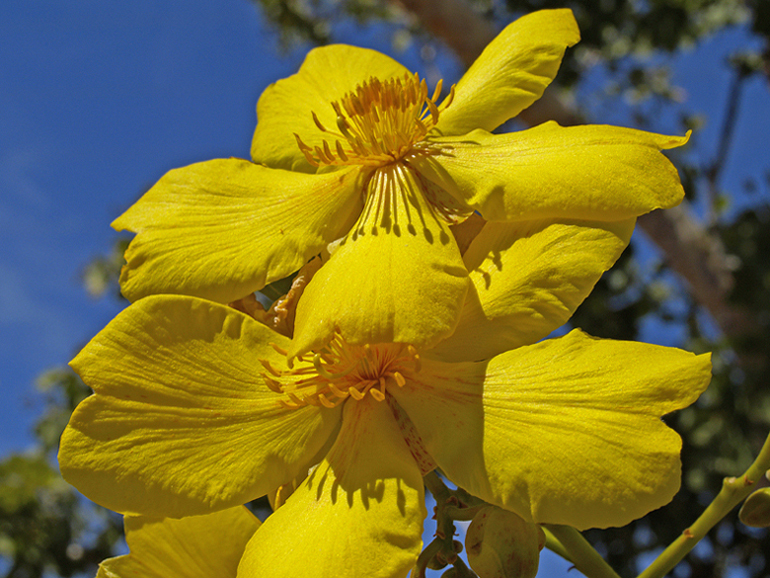 Cochlospermum Fraseri