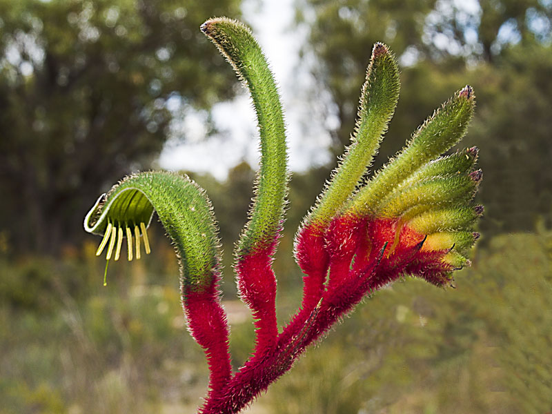 Kangaroo Paw-1