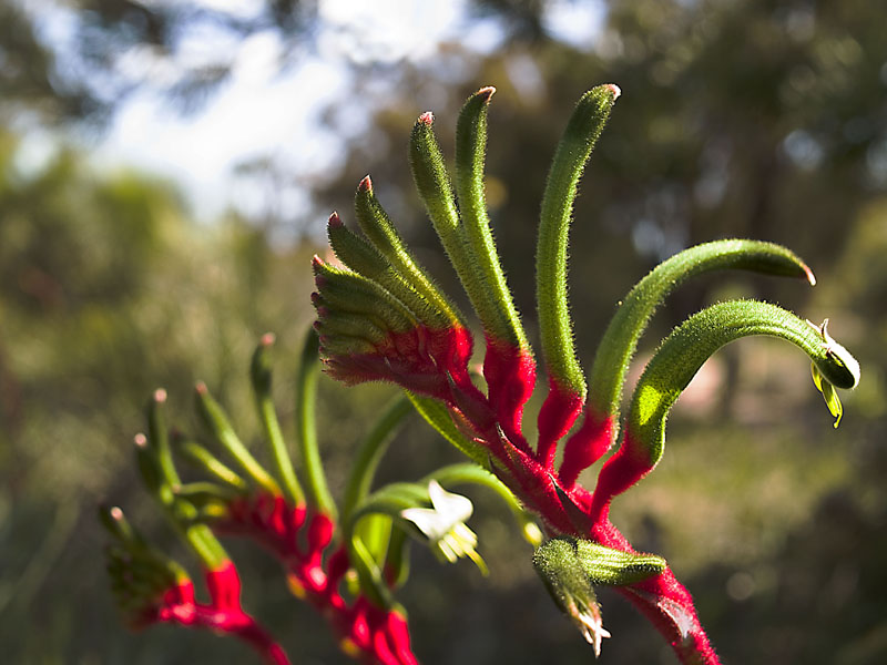 Kangaroo Paw-2