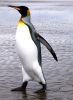 Emperor penguin by Horacio Di Nunzio