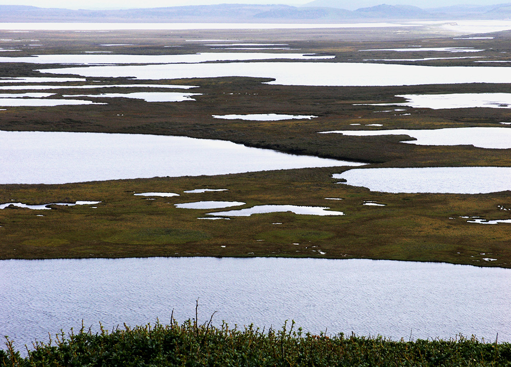 Wetland