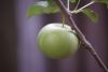 Apple.
