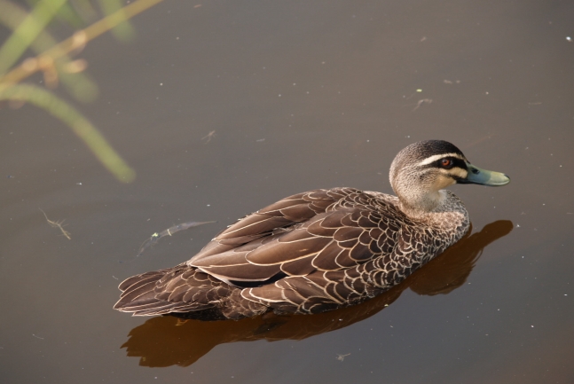 Duck swimming