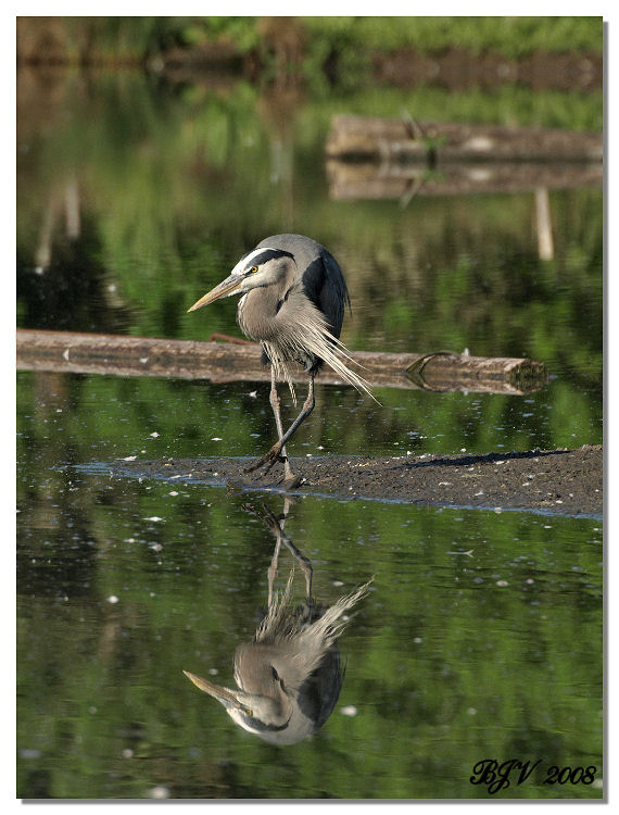 Heron (Reflection)