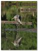 Heron (Reflection) by Barry Vreyens