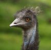 Bad Hair Day