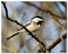 Black-capped Chickadee by Barry Vreyens