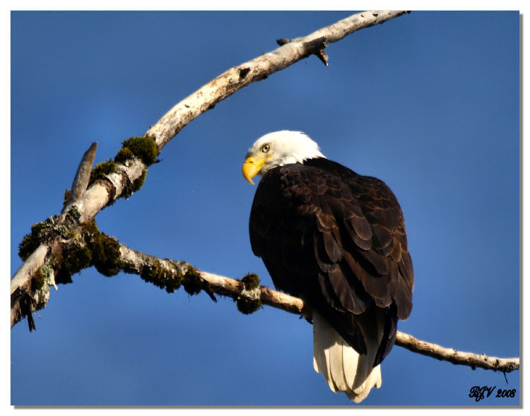 Bald Eagle