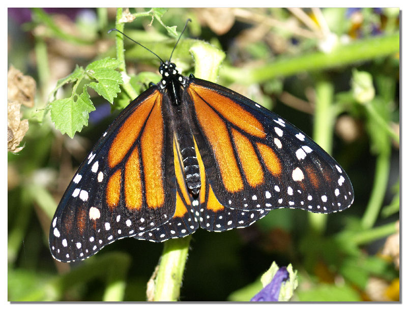 Butterfly (2)