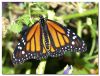 Butterfly (2)