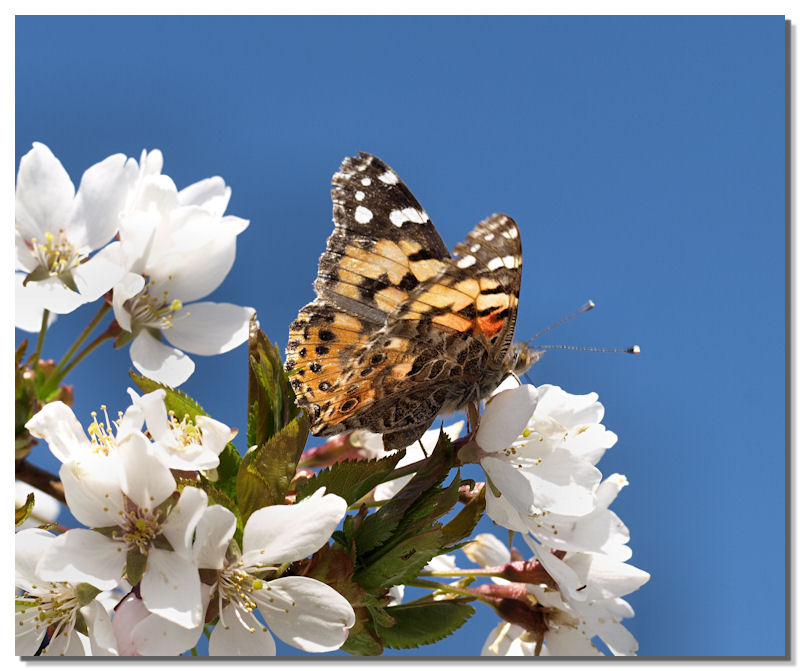 Spring (2)