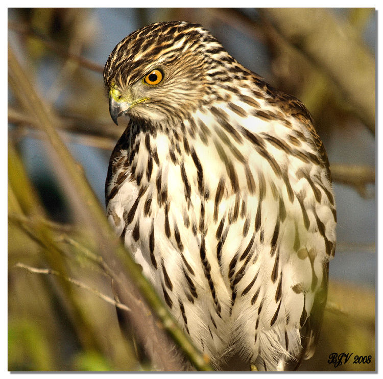 Cooper's Hawk (2)