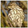 Cooper's Hawk (2)