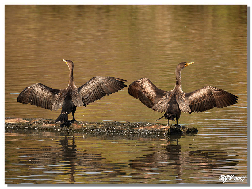 Cormorant