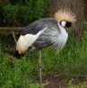Crane