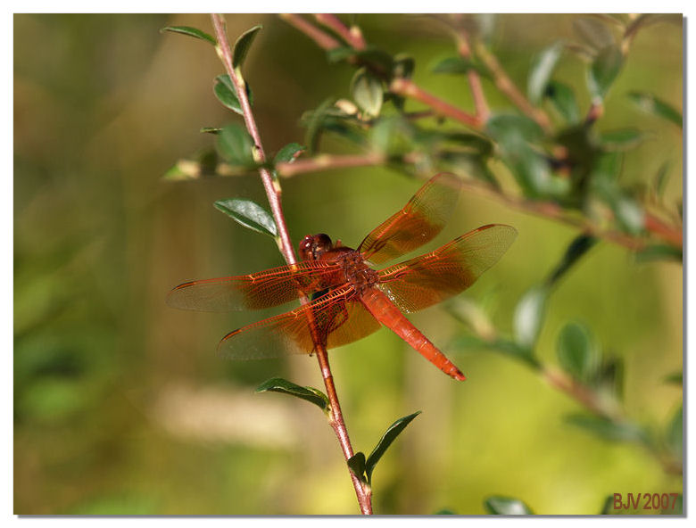 Dragonfly