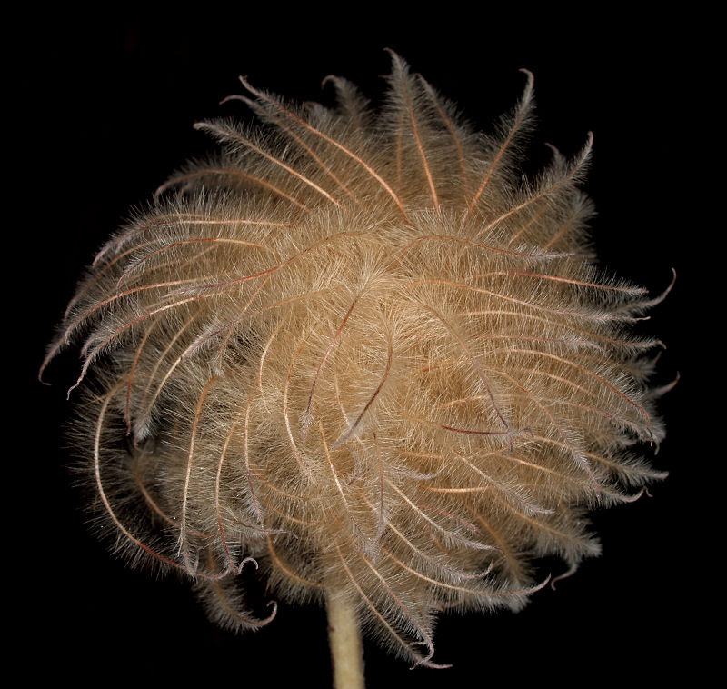 Fuzzy Wuzzy