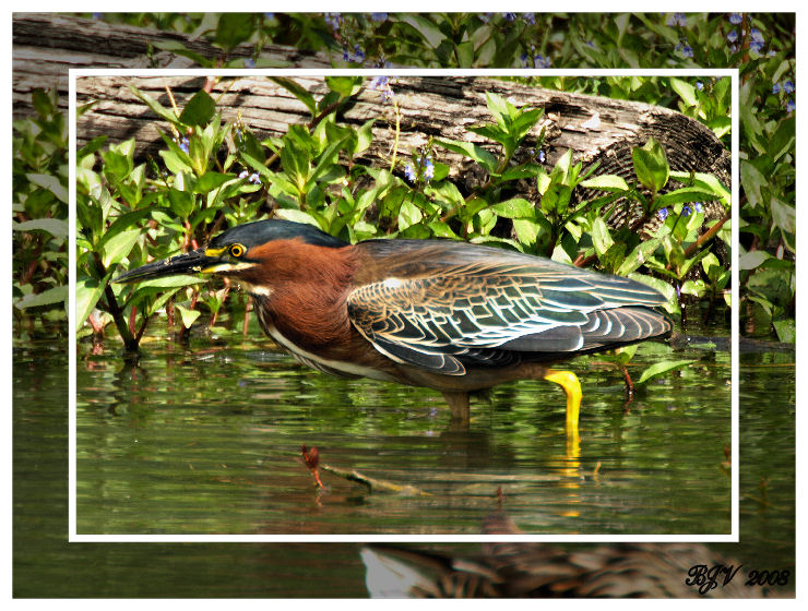 Green Heron