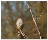 Coopers Hawk