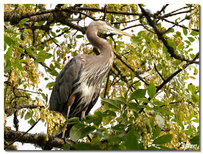 Blue Heron
