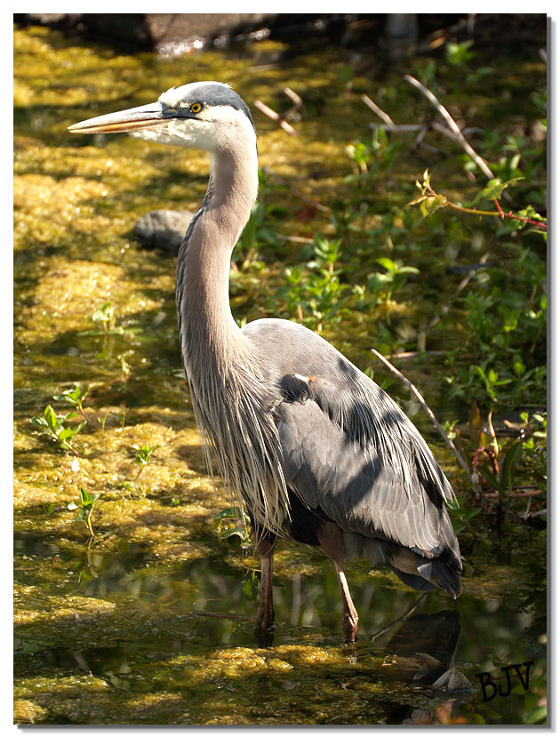 Heron #2