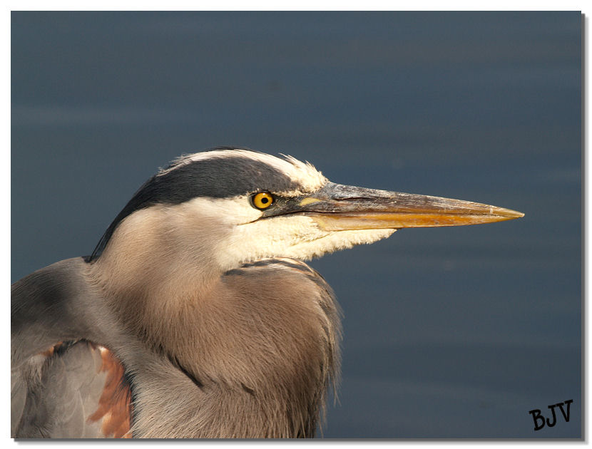 Heron #1