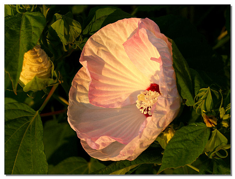 Hibiscus