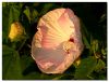 Hibiscus by Barry Vreyens