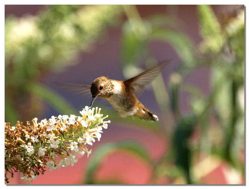 Hummer