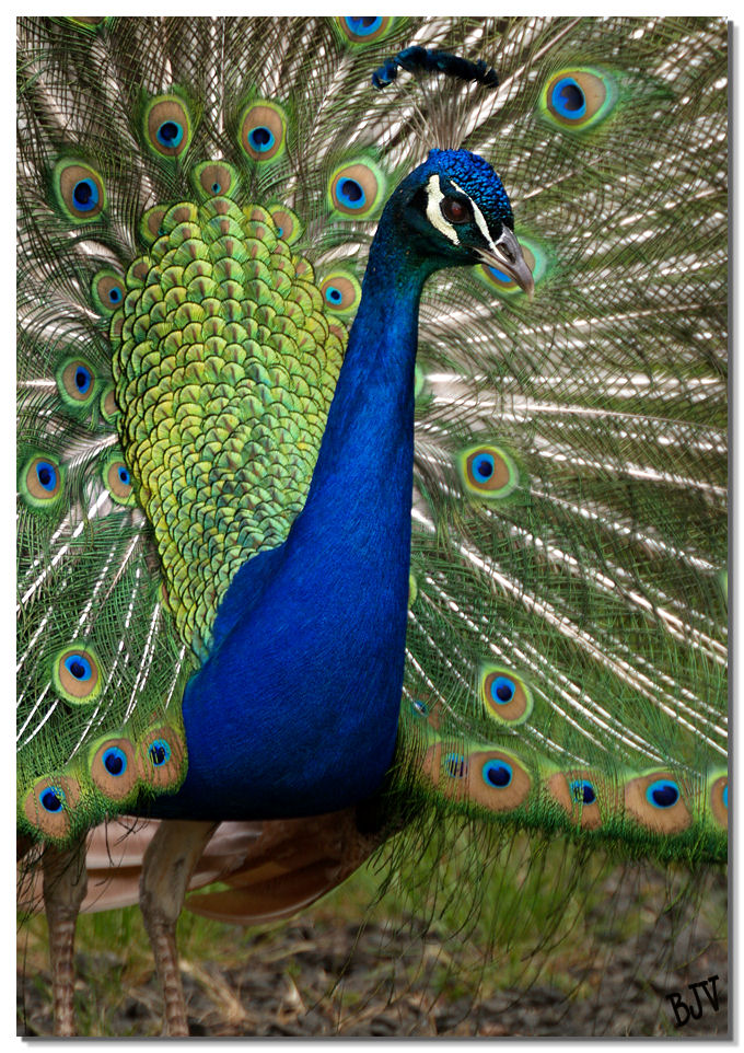 Peacock