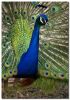 Peacock by Barry Vreyens